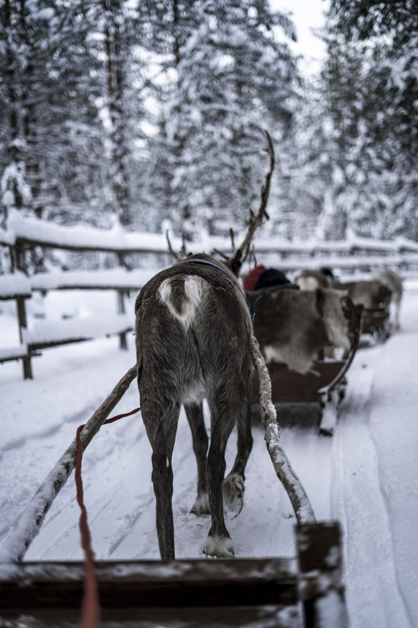 Ferme de rennes Laponne, Finlande