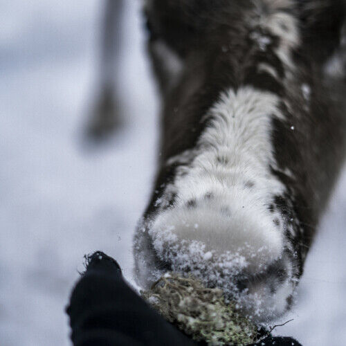 Ferme de rennes Laponne, Finlande